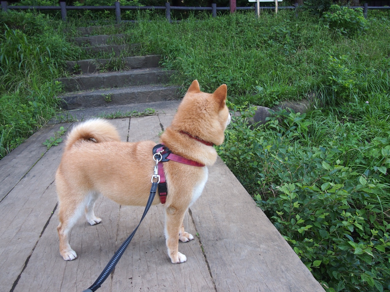 向顶峰挑战之登山赛：攀登者的极限之旅，向山顶攀登作文