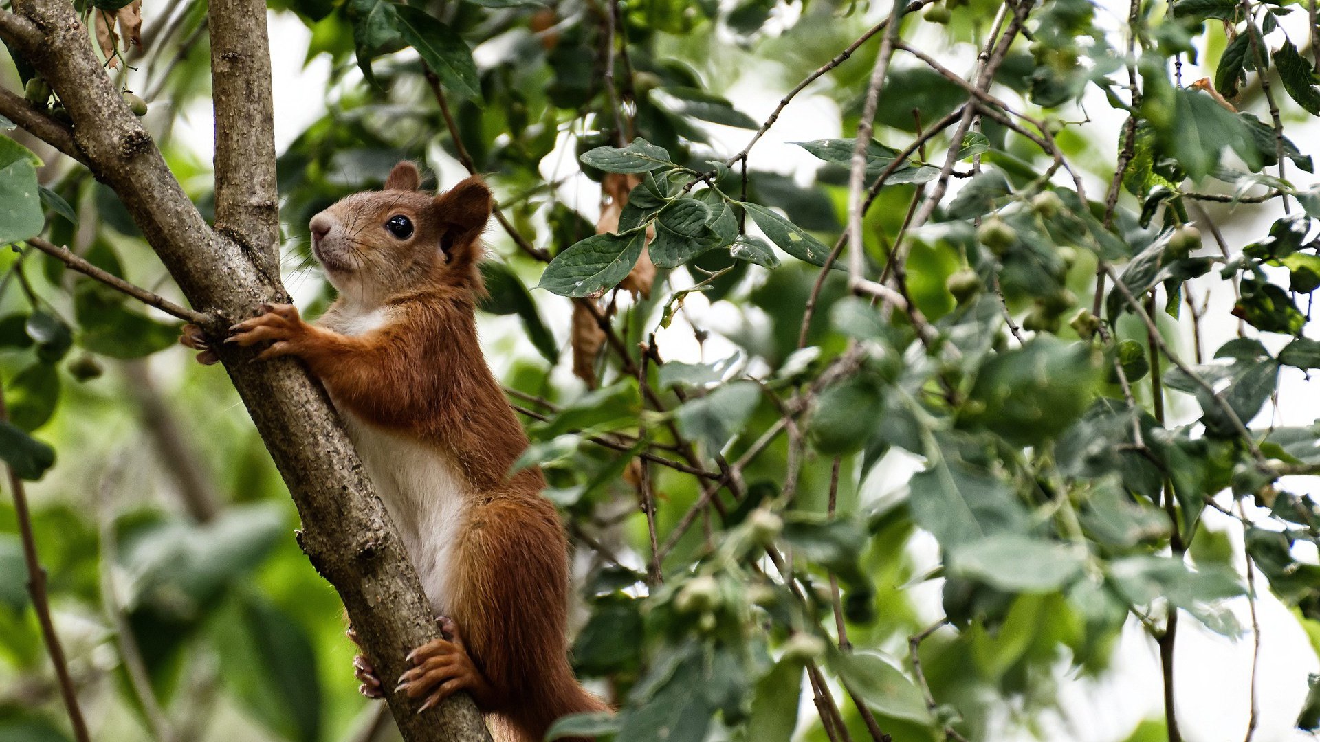 _未来领军人物:青少年选手的职业梦想_,青少年未来职业调查