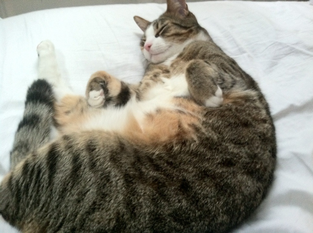 “青少年足球冬令营火热开启，梦想从这里起航”，青少年足球夏令营