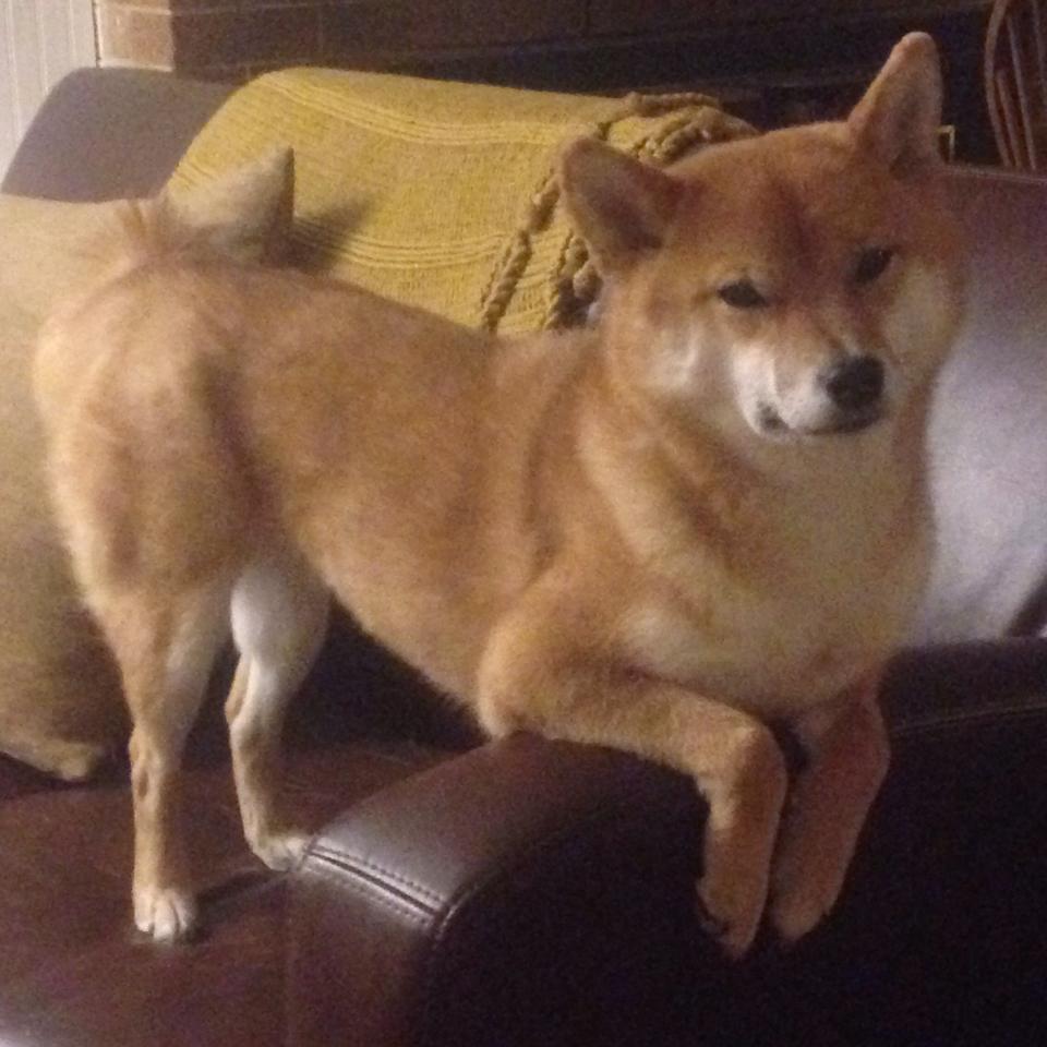 《《使命召唤:现代战争3》上线全新多人模式》,使命召唤 现代战争 3