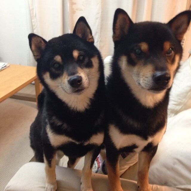 中国篮球产业基金持续加码，支持优质创新项目落地，中国篮球产业规模