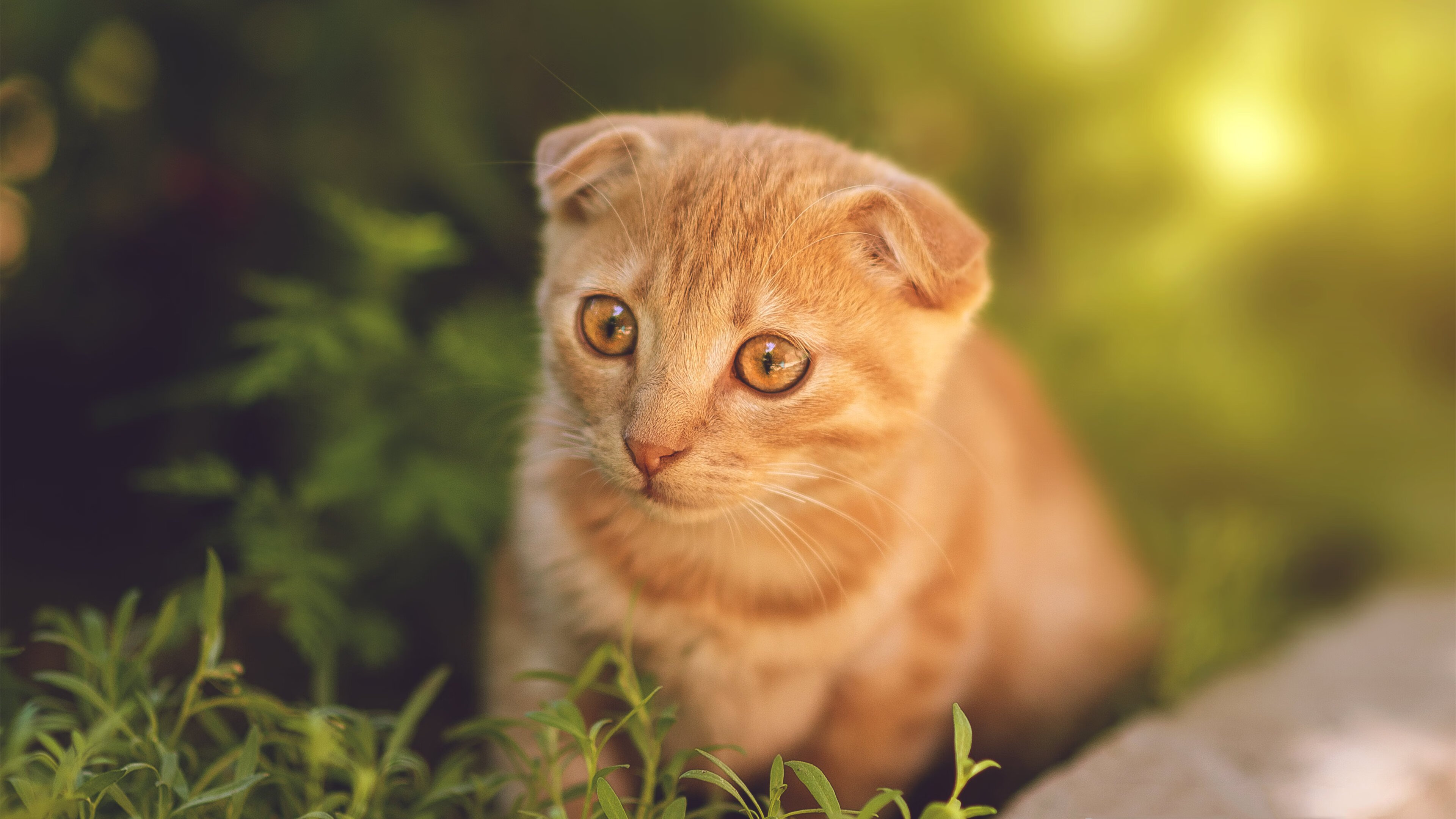 史上最“炸裂”的盖帽集锦，谁的防守最令人震撼？，盖帽属于什么防守技术